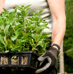 Gardening